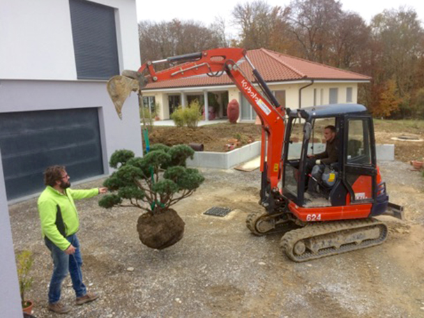 Jardinier plaçant un arbre taillé en nuage avec une mini-pelle sur un chantier de jardin
